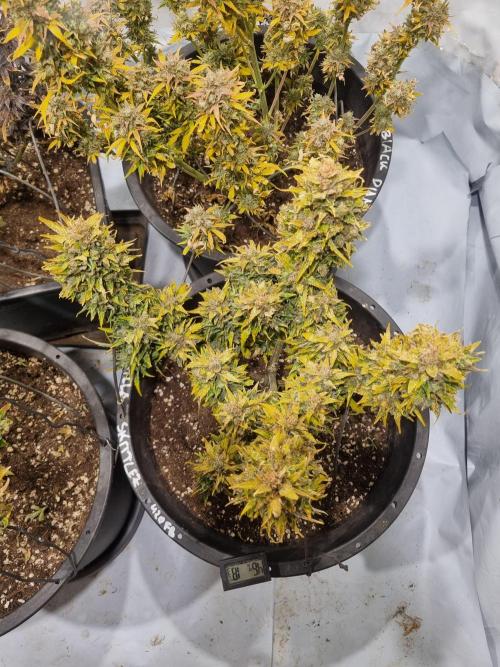 Gorilla Skittelz 21.08.25. Week 17