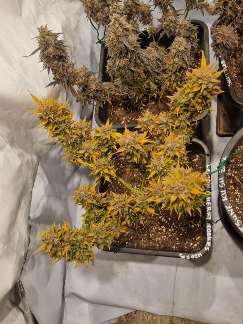 Lemon Cherry Cookies Auto. Week 17