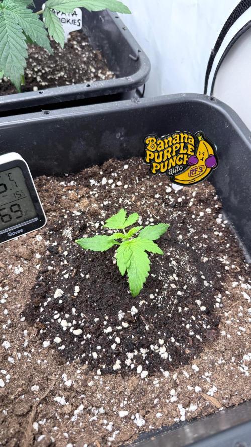 Banana Purple PunchRF3 Auto. Week 3
