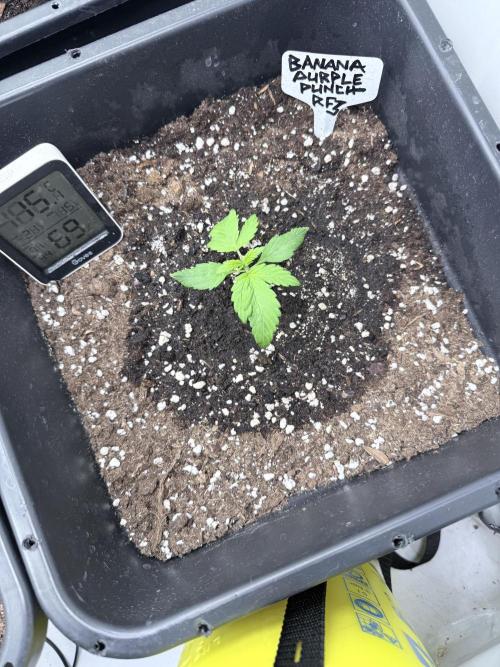 Banana Purple PunchRF3 Auto. Week 3