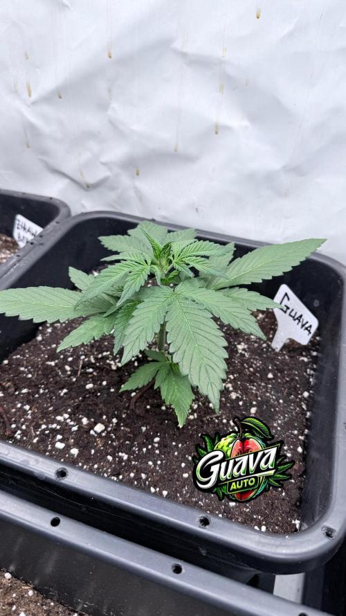 Fastbuds Guava Auto. Week 3