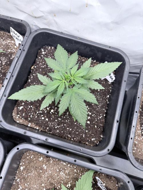 Fastbuds Guava Auto. Week 3