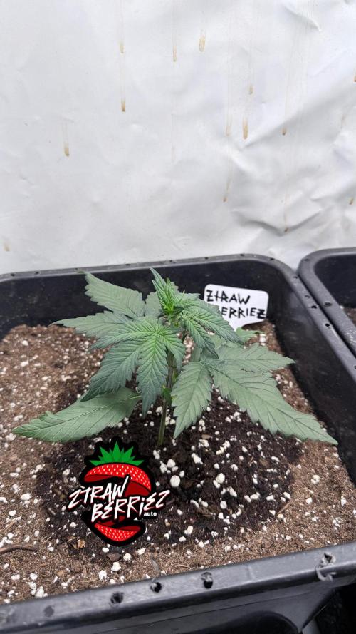 Fastbuds Ztrawberriez Auto. Week 3