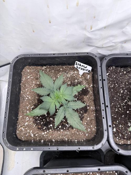 Fastbuds Ztrawberriez Auto. Week 3