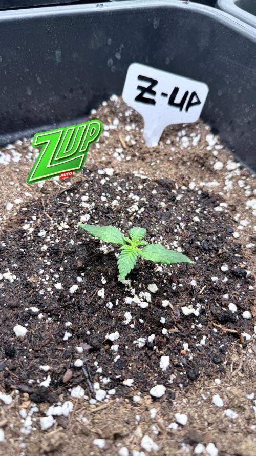 Fastbuds Z-Up Auto. Week 3