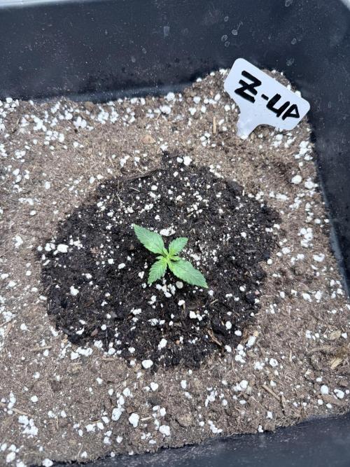 Fastbuds Z-Up Auto. Week 3