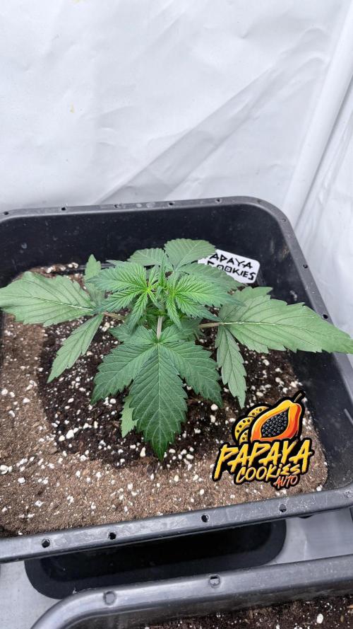 Papaya Cookies Auto. Week 3