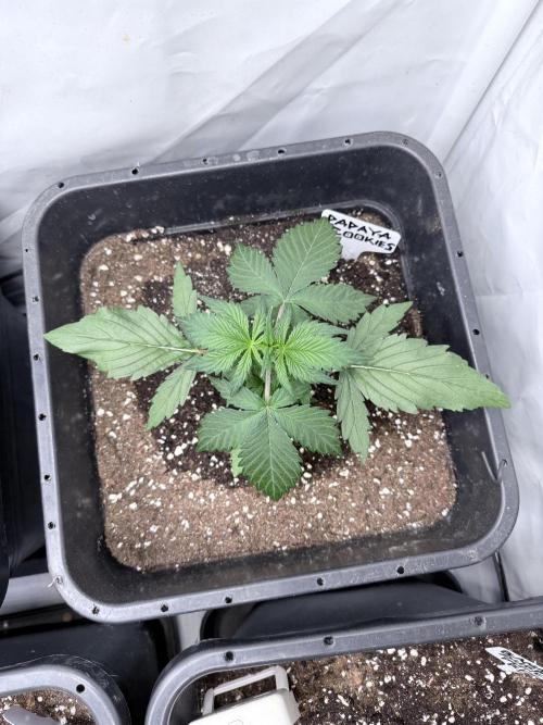 Papaya Cookies Auto. Week 3