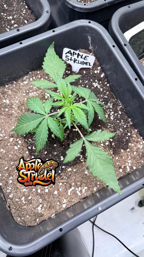 Apple Strudel Auto. Week 3