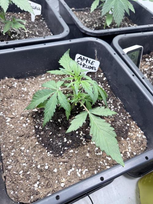 Apple Strudel Auto. Week 3