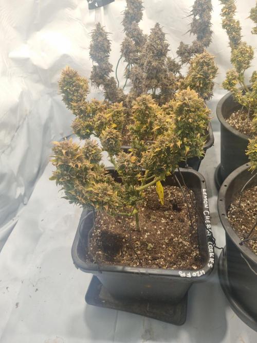 Lemon Cherry Cookies Auto. Week 18