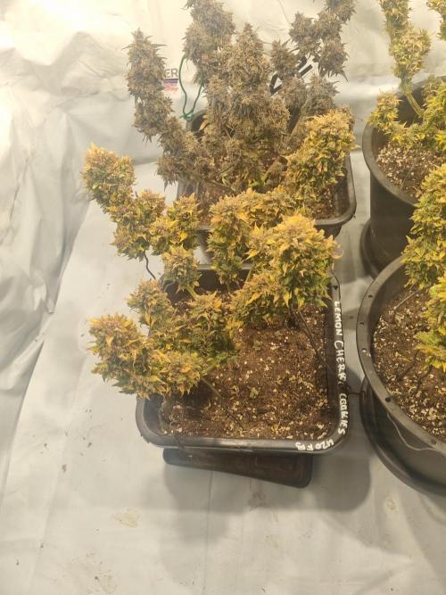 Lemon Cherry Cookies Auto. Week 18