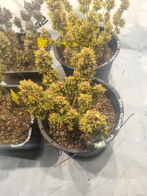 Gorilla Skittelz 21.08.25. Week 18