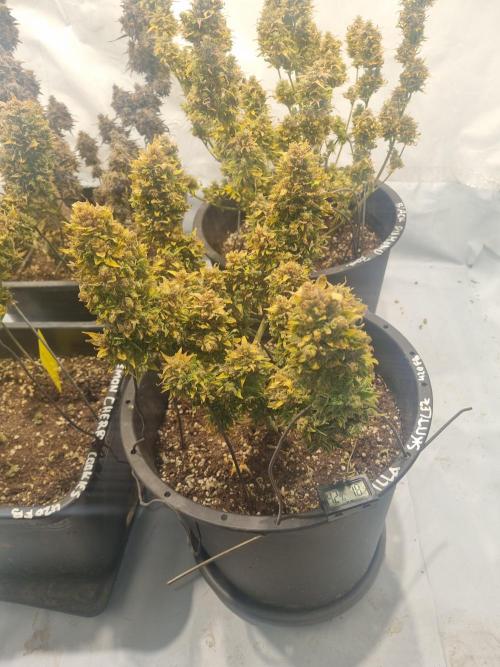 Gorilla Skittelz 21.08.25. Week 18