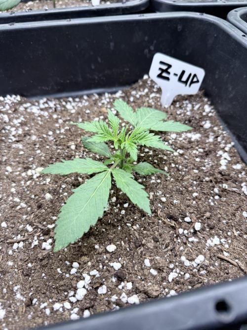 Fastbuds Z-Up Auto. Week 4