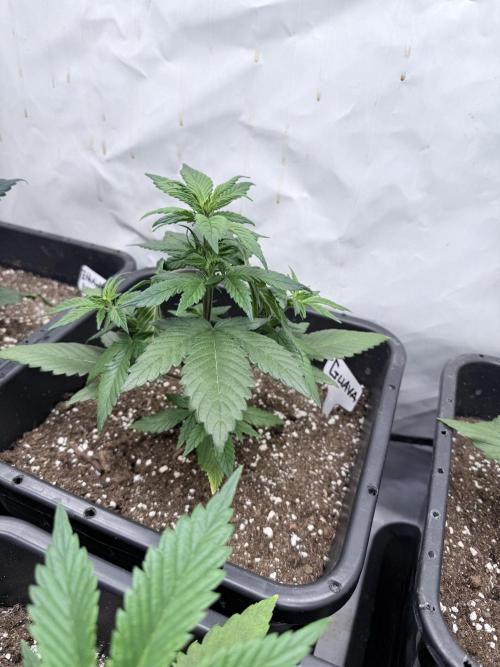 Fastbuds Guava Auto. Week 4