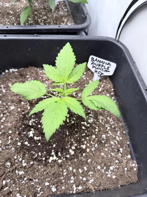 Banana Purple PunchRF3 Auto. Week 4