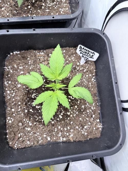 Banana Purple PunchRF3 Auto. Week 4