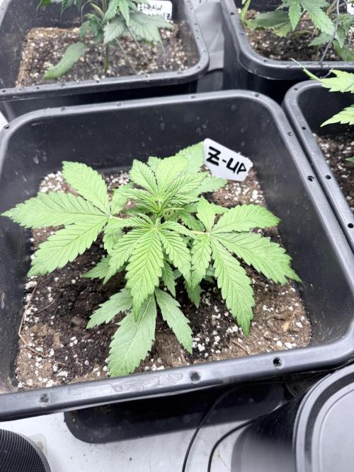 Fastbuds Z-Up Auto. Week 5