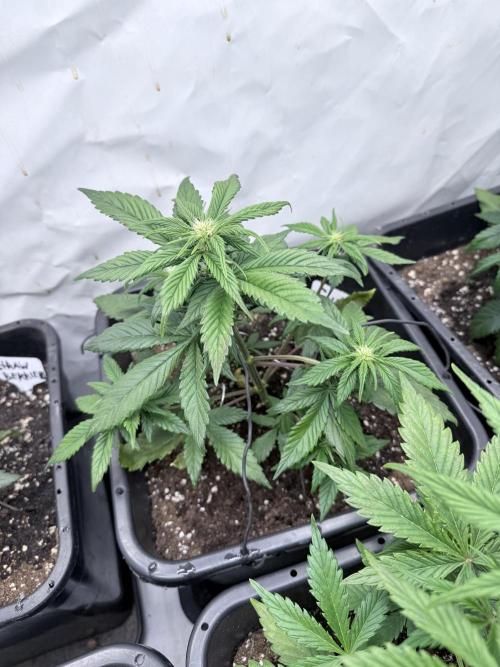 Fastbuds Guava Auto. Week 5