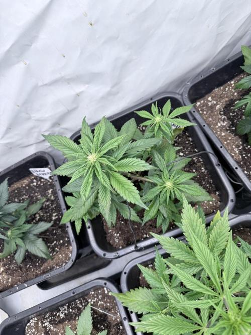 Fastbuds Guava Auto. Week 5