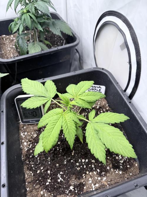 Banana Purple PunchRF3 Auto. Week 5