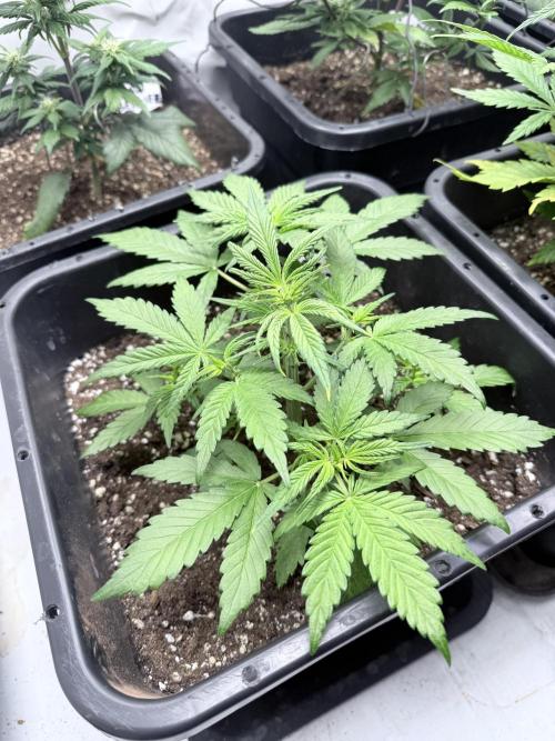 Fastbuds Z-Up Auto. Week 6