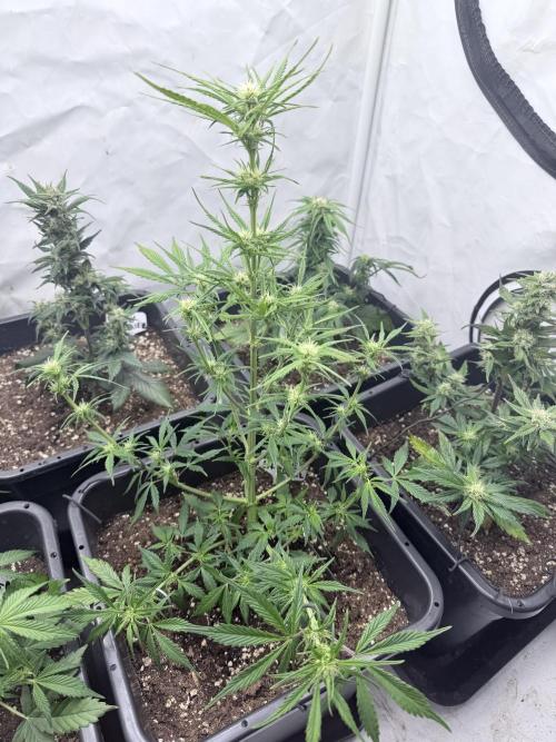 Apple Strudel Auto. Week 7