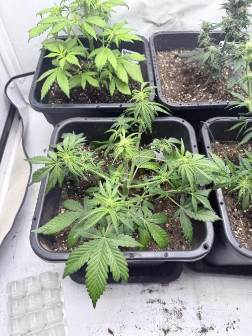 Fastbuds Z-Up Auto. Week 7