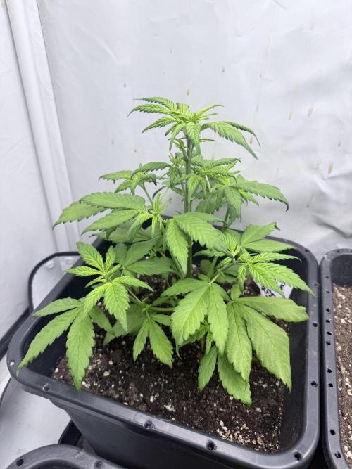 Banana Purple PunchRF3 Auto. Week 7