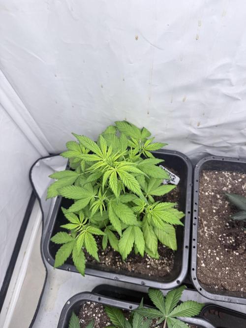 Banana Purple PunchRF3 Auto. Week 7