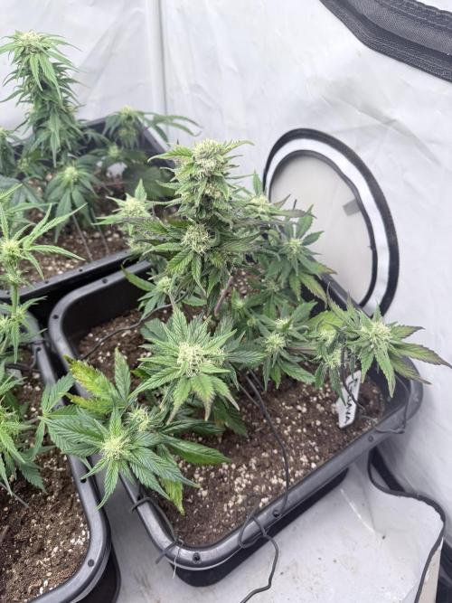 Fastbuds Guava Auto. Week 7