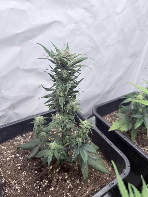 Fastbuds Ztrawberriez Auto. Week 7