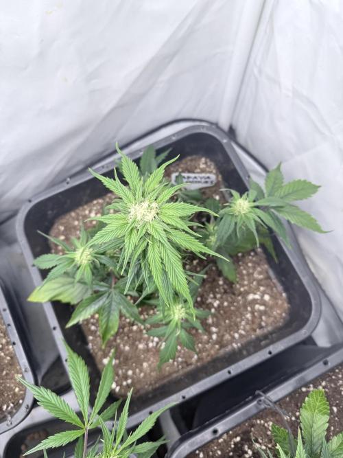 Papaya Cookies Auto. Week 7