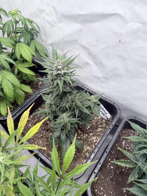 Fastbuds Ztrawberriez Auto. Week 8