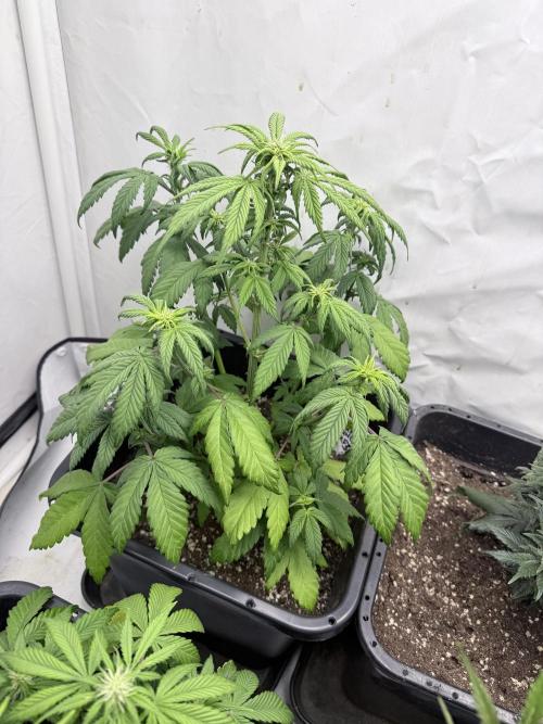 Banana Purple PunchRF3 Auto. Week 8