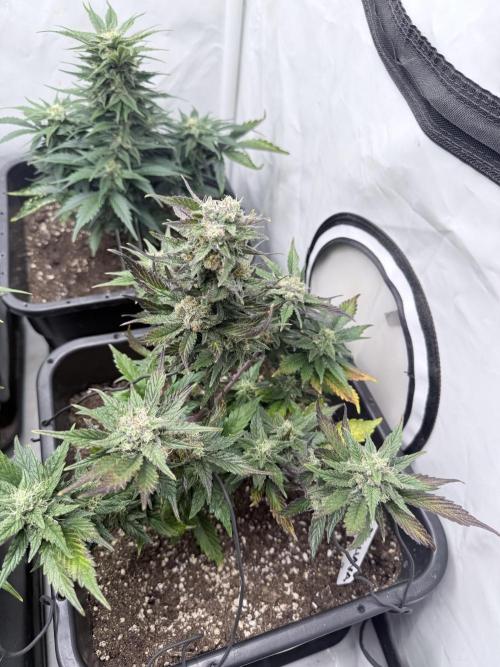 Fastbuds Guava Auto. Week 8