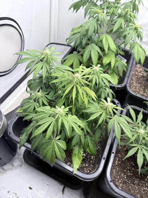 Fastbuds Z-Up Auto. Week 8