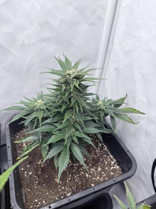 Papaya Cookies Auto. Week 8