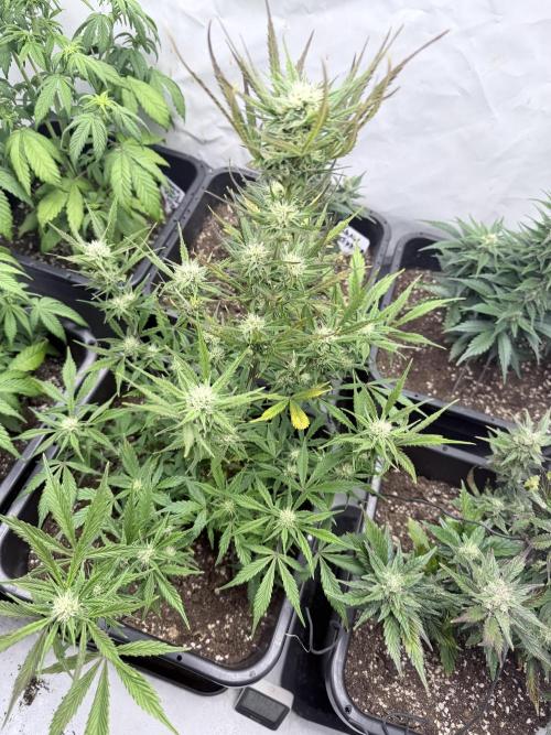 Apple Strudel Auto. Week 8