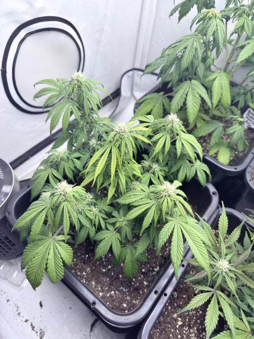 Fastbuds Z-Up Auto. Week 9