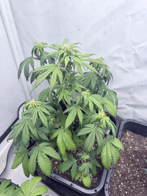 Banana Purple PunchRF3 Auto. Week 9