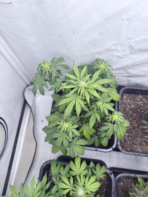 Banana Purple PunchRF3 Auto. Week 9