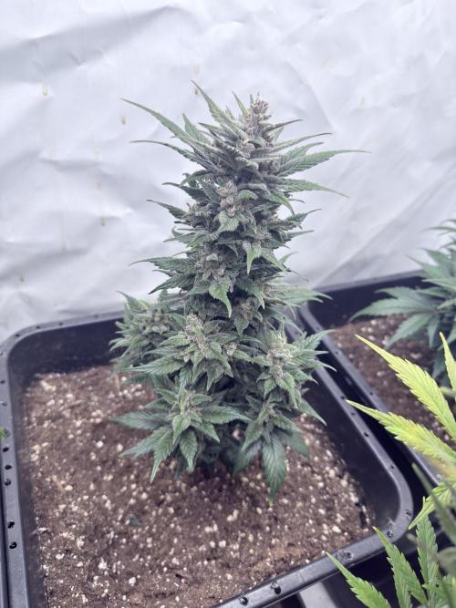 Fastbuds Ztrawberriez Auto. Week 9