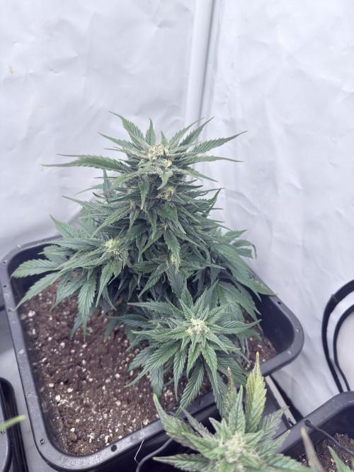 Papaya Cookies Auto. Week 9
