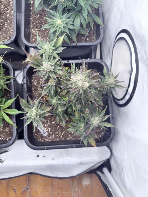 Fastbuds Guava Auto. Week 9