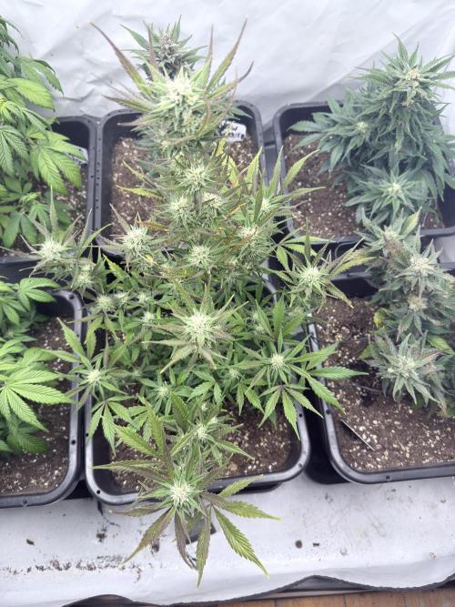 Apple Strudel Auto. Week 9