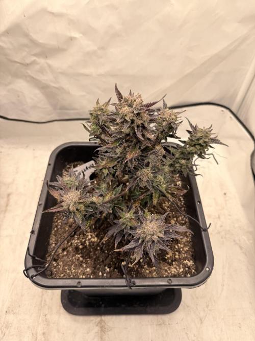 Fastbuds Guava Auto. Week 10