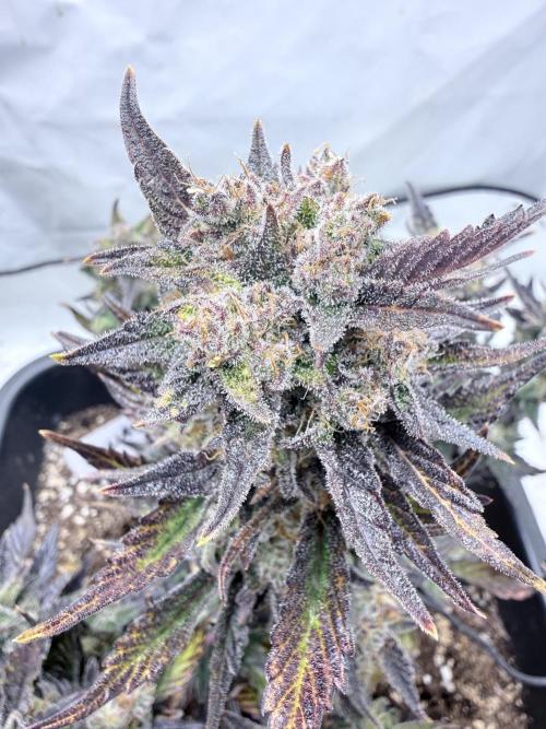 Fastbuds Guava Auto. Week 10