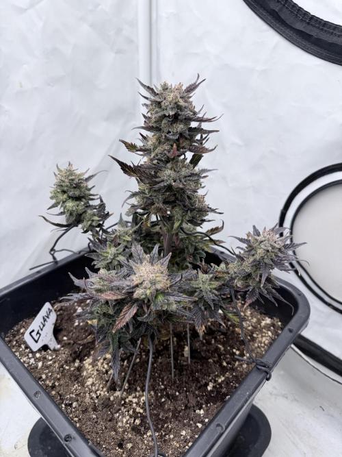 Fastbuds Guava Auto. Week 10